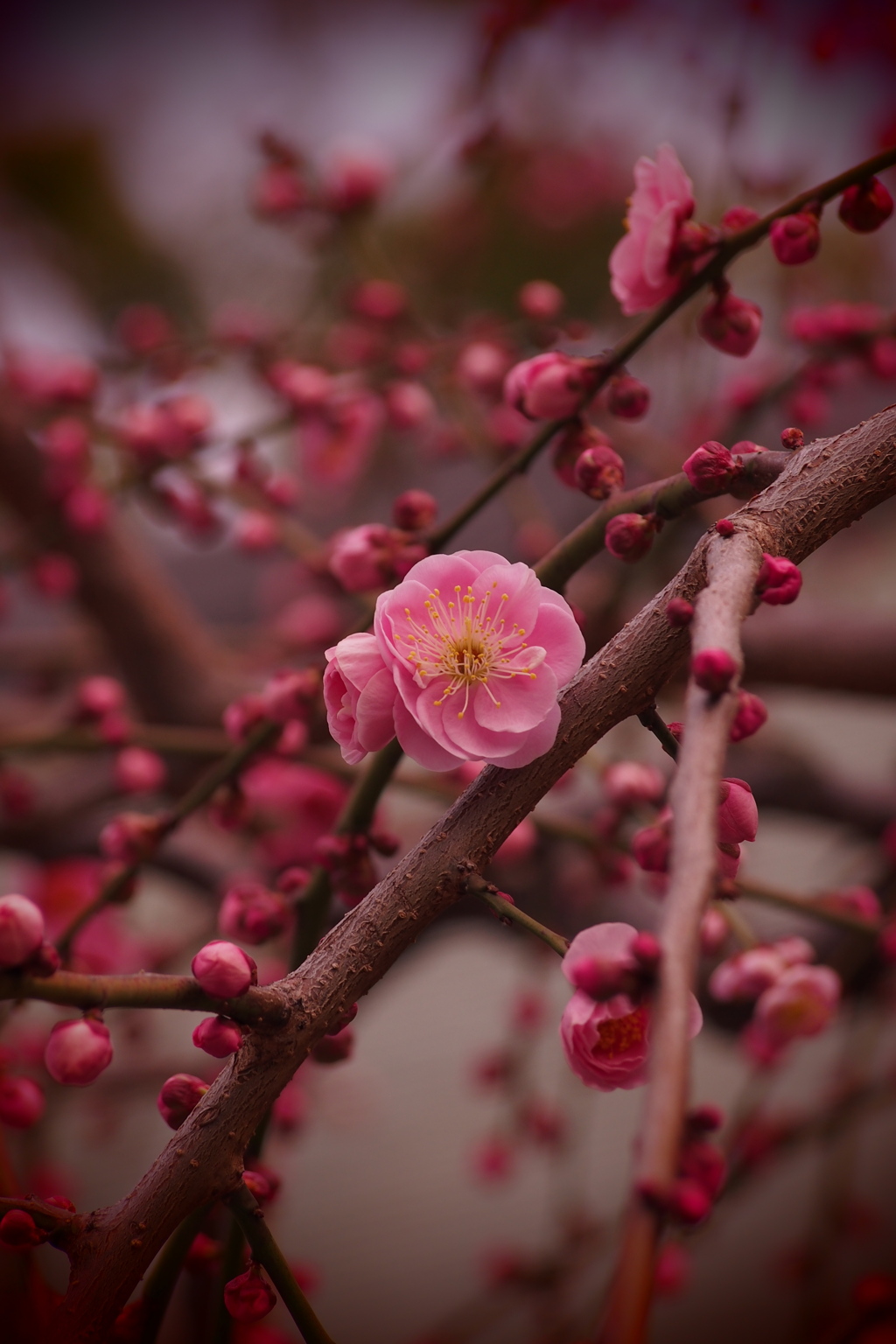 紅梅や 花はちらほら 香り立つ