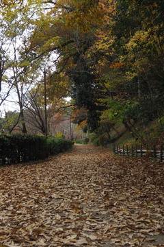 カサカサと 晩秋楽しみ 落ち葉道