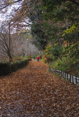 カサカサと クヌギ落ち葉の ウォーク道