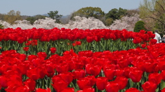 植物園 春ならではの 景色なり