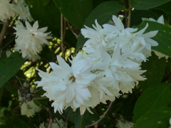 白き花 アジサイ似たり ウツギかな