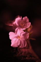 Sakura at Gongendo