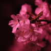 Sakura at Gongendo