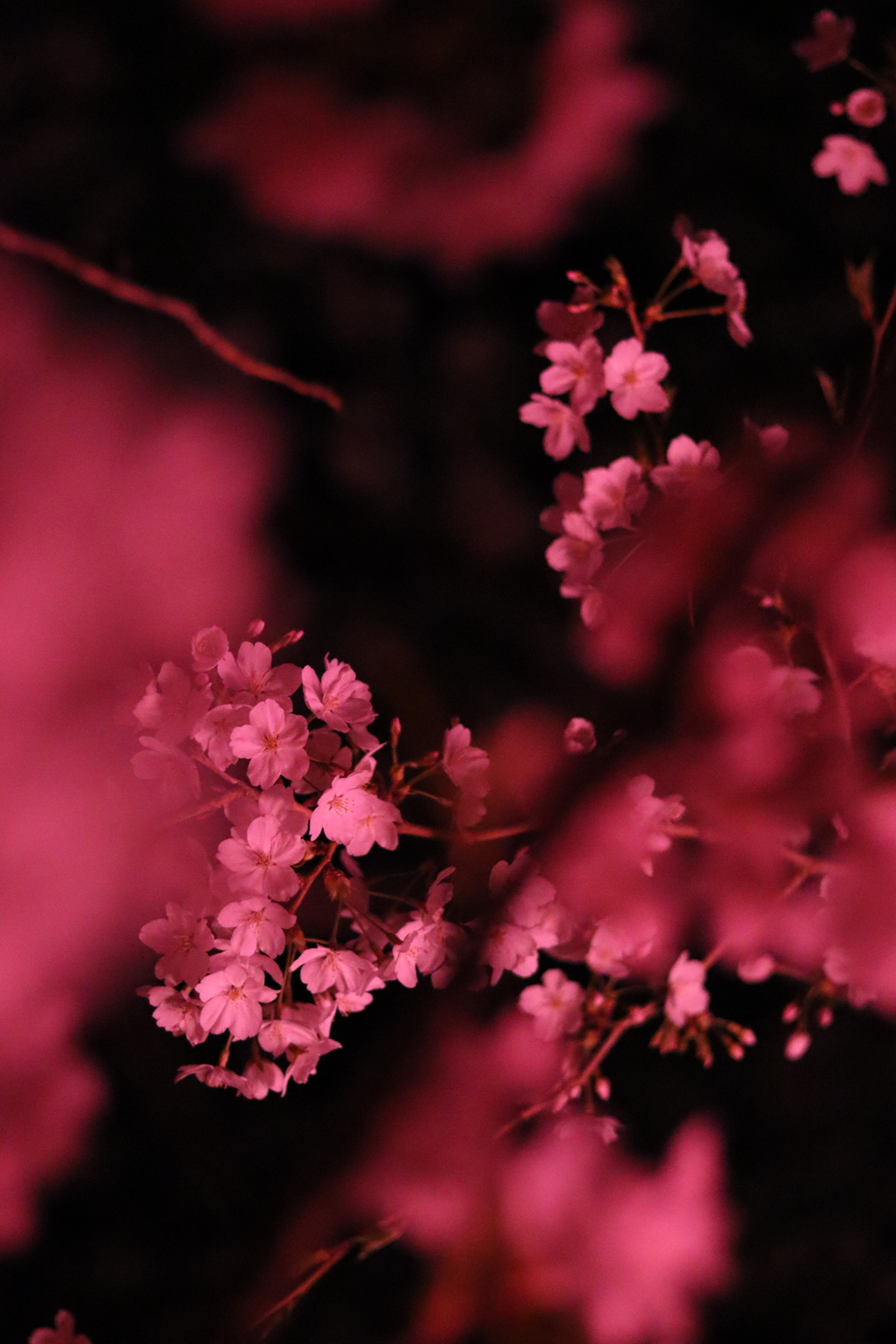 Sakura at Gongendo
