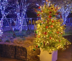 六本木ヒルズ　クリスマスツリー