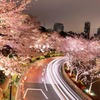 桜カーブ