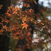 紅葉④