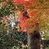 紅葉②
