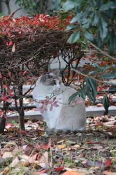 あらかわ遊園　のら2