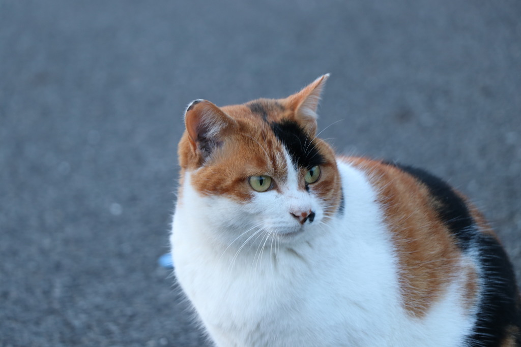 若洲公園　のら②