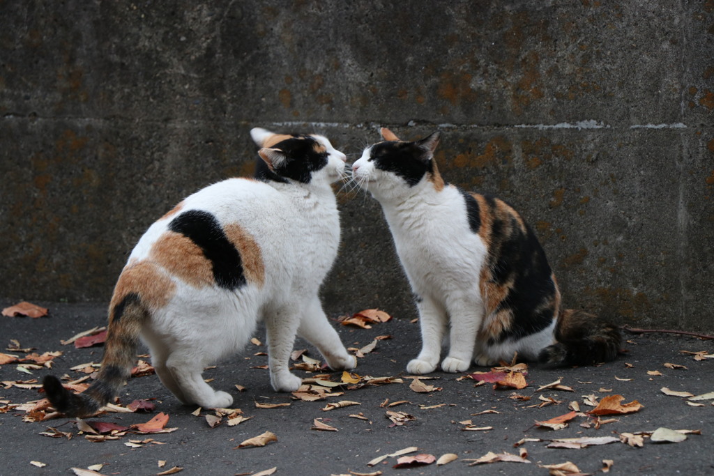 あらかわ遊園　のら8