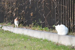 若洲公園　のら③