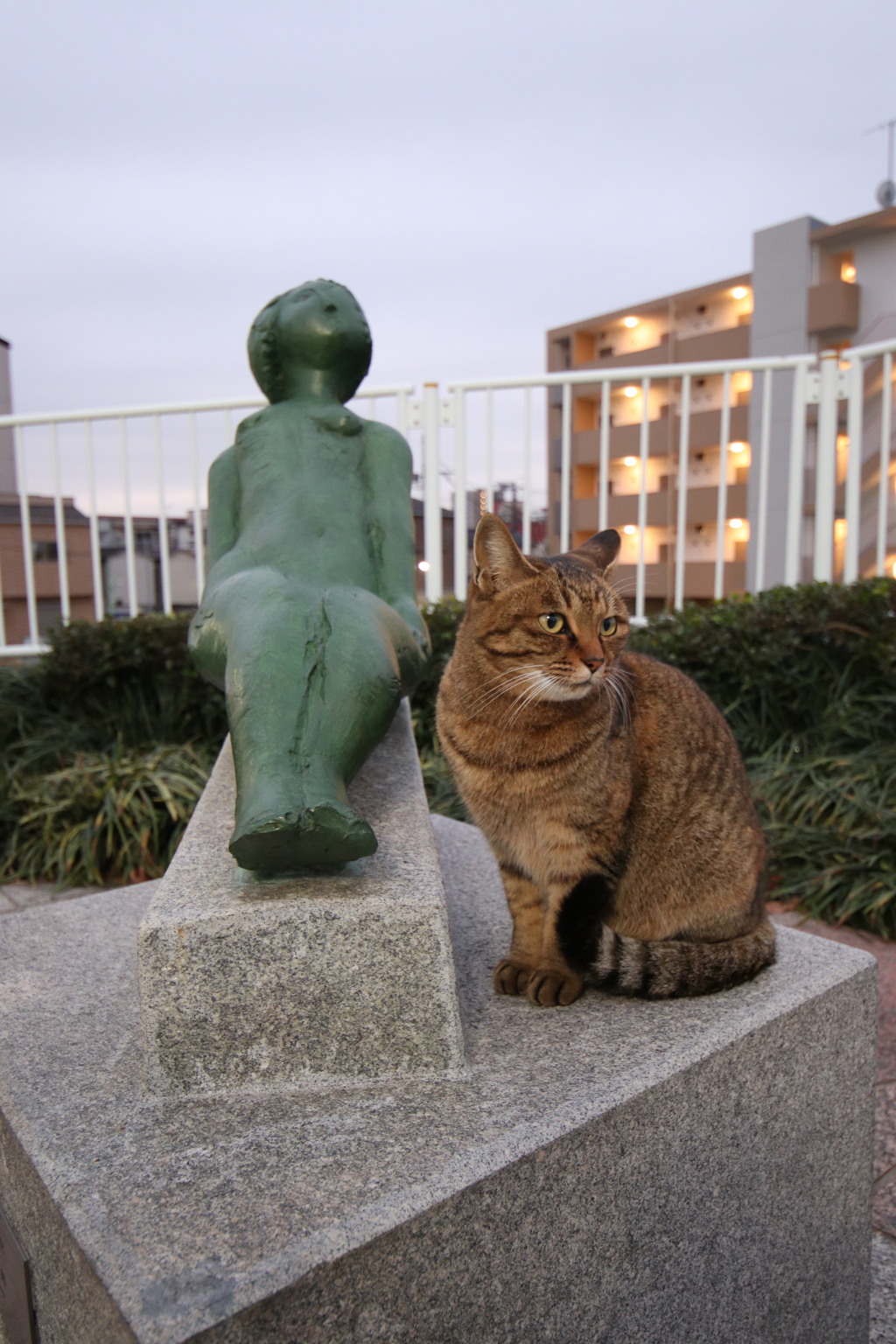 あらかわ遊園　のら11