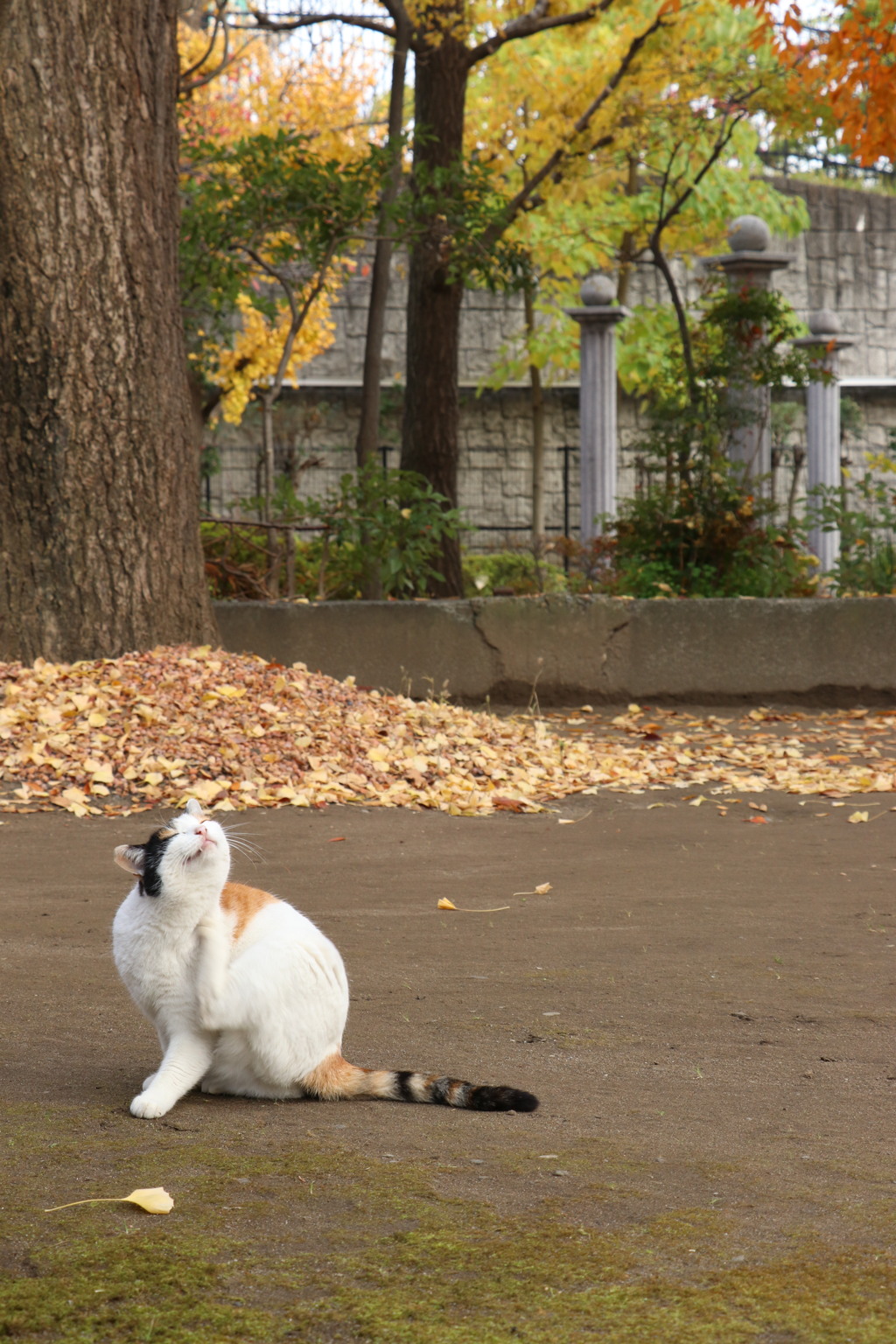 あらかわ遊園　のら5