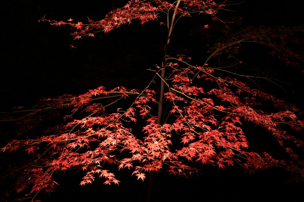 紅葉⑤