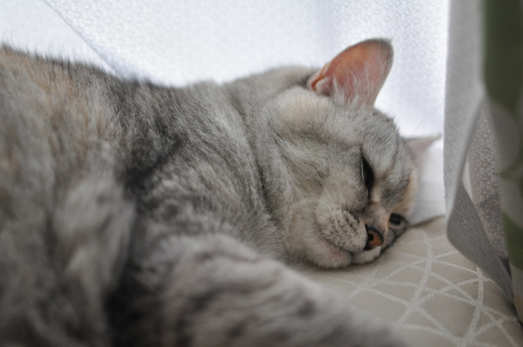 サバトラ_飼い猫