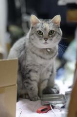 サバトラ_飼い猫