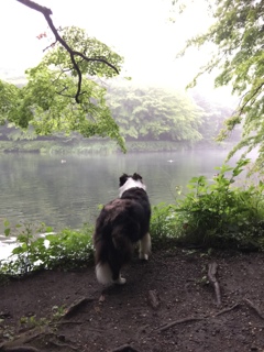 Border Collie