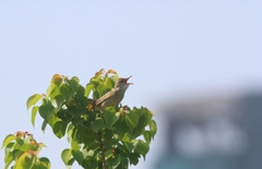 オオヨシキリ