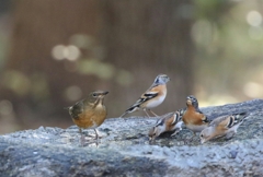 水場の鳥さん