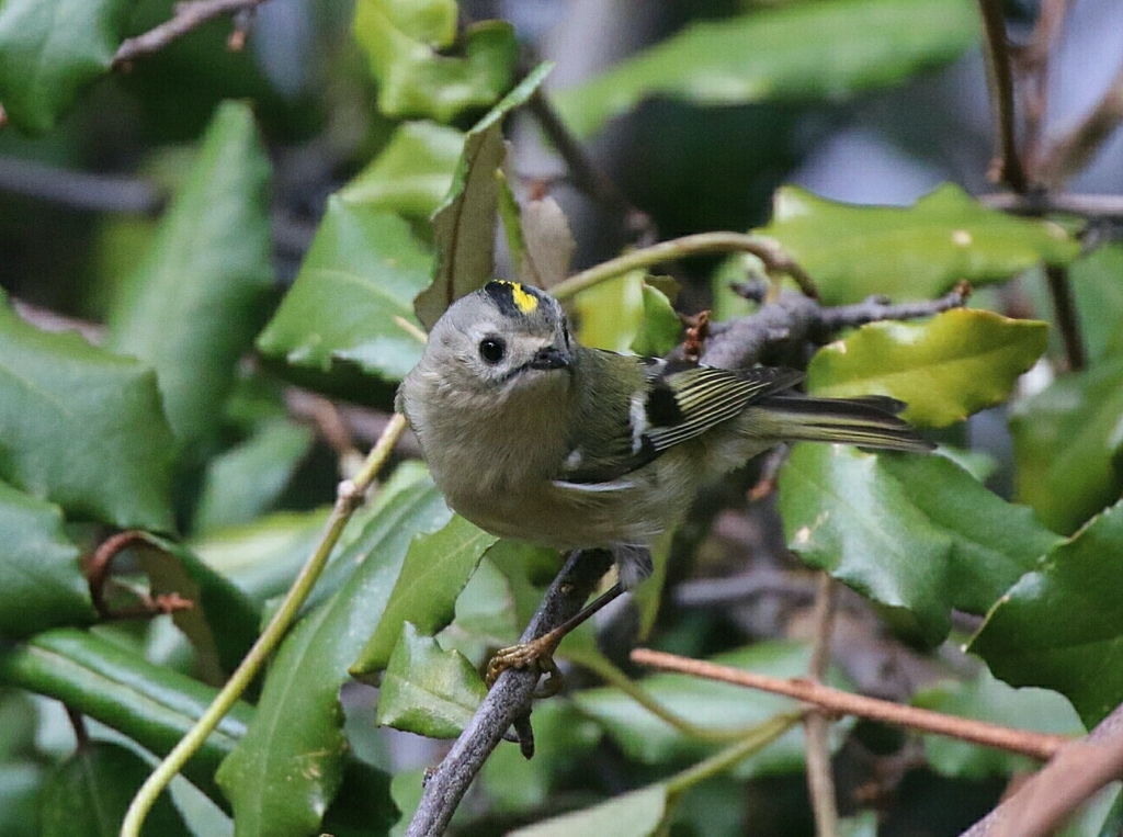 キクイタダキ