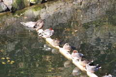 日向ぼっこ