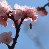 オカメザクラ