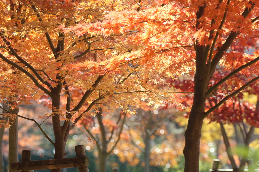 大阪城公園の紅葉
