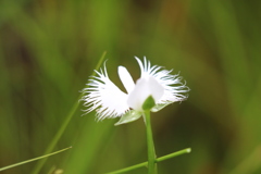 華麗なサギ