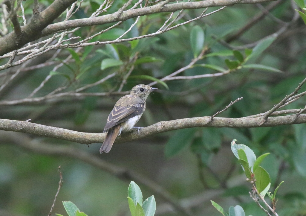 キビタキの幼鳥