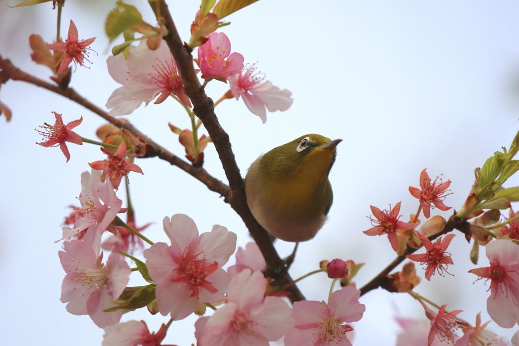 桜メジロ