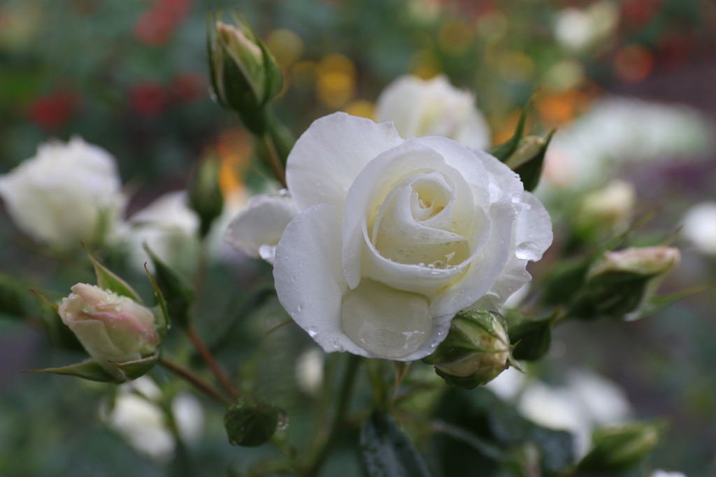 白い薔薇