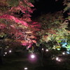 紅葉（３）