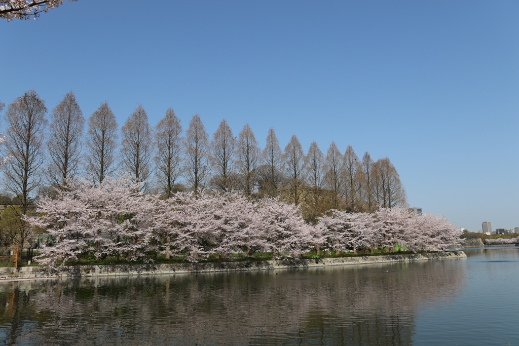大阪城公園の桜