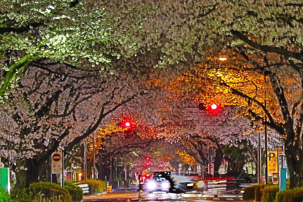 夜桜