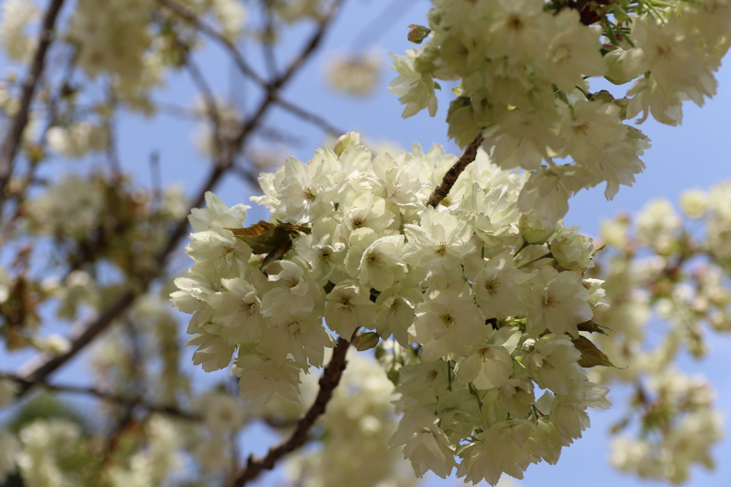 ウコン桜