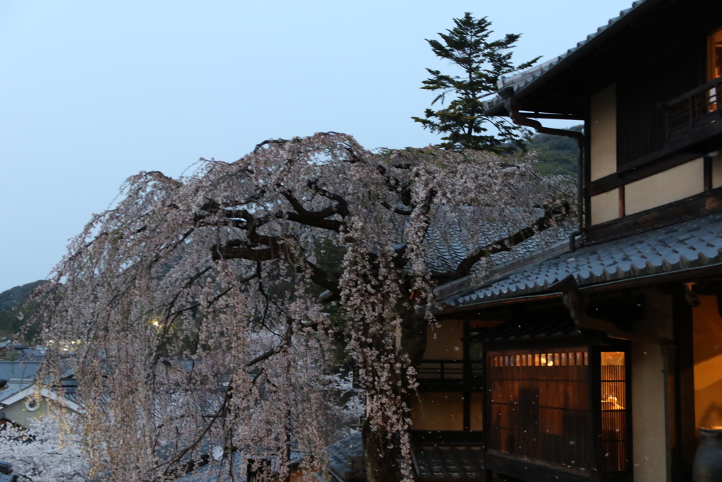 枝垂れ桜