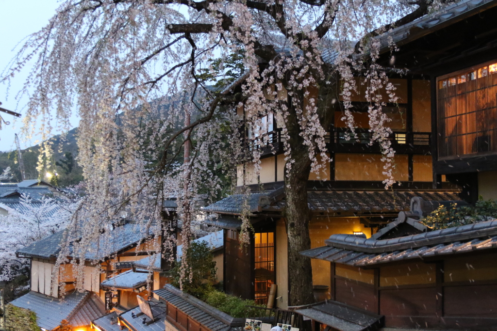 三年坂枝垂れ桜