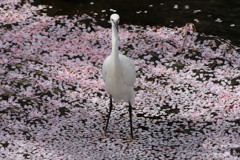 桜コサギ