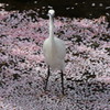 桜コサギ
