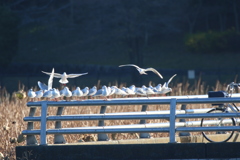 ユリカモメ