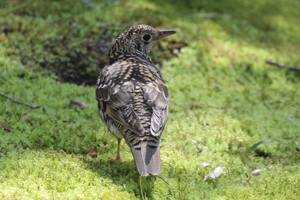 トラツグミ