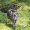 トラツグミ