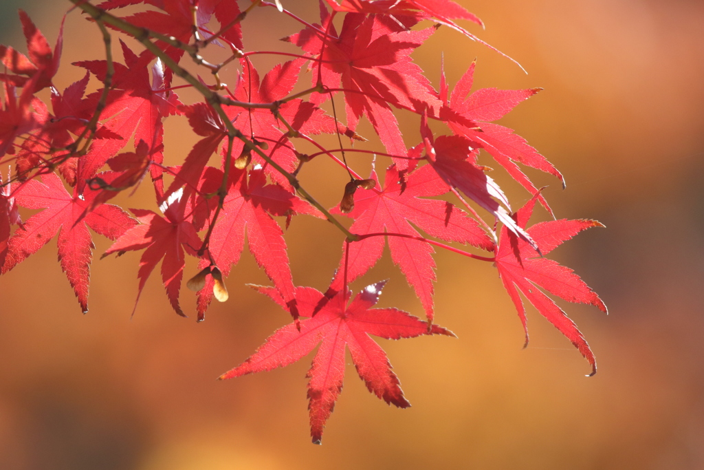 大阪城公園の紅葉