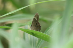 ヒカゲチョウ