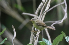 ウグイスの幼鳥