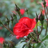 赤い薔薇