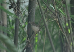 オナガサイホウチョウ