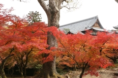 東福寺(1)