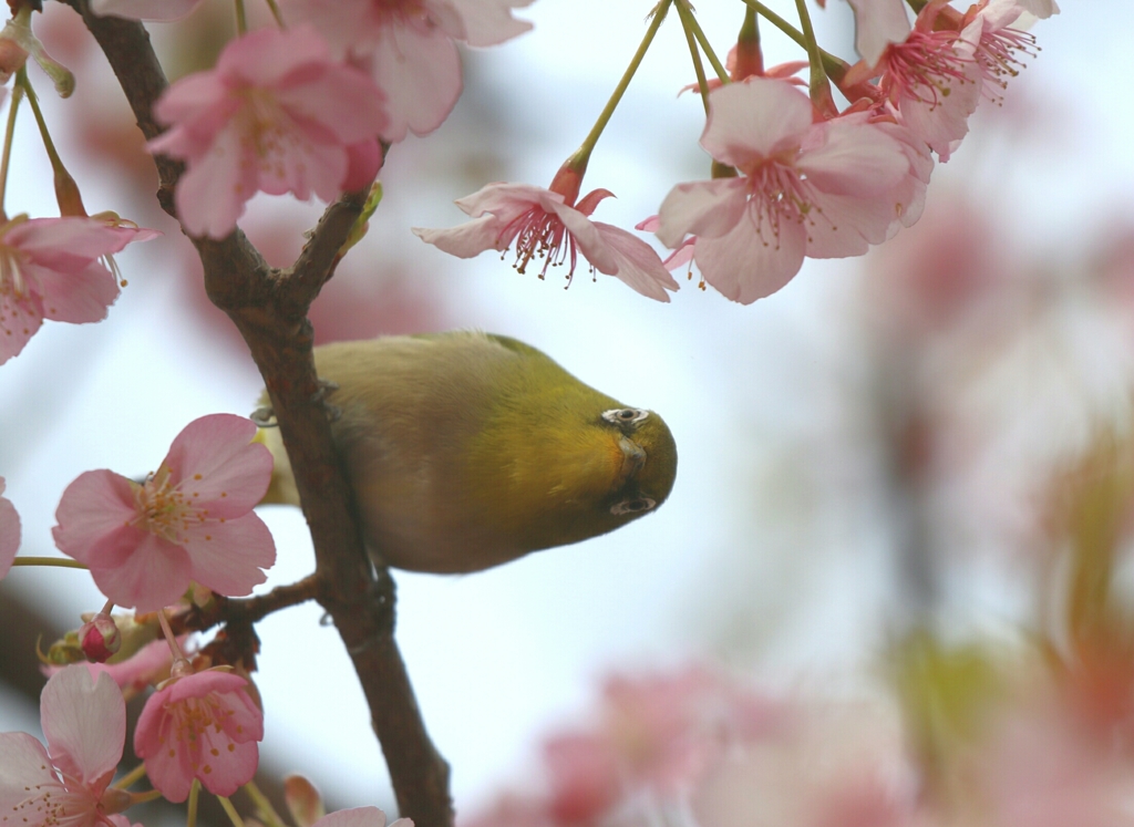 桜メジロ